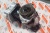5286964 Воздушный компрессор одноцилиндровый COMPRESSOR,1 CYL AIR для Cummins  Взаимозаменяемые номера: 3955461, 3966513, 3976354, 4946291, 5286965